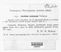 Image of Aecidium alaskanum